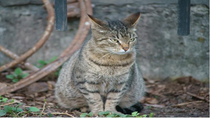 【ボラティリティ】あればいいというわけではない